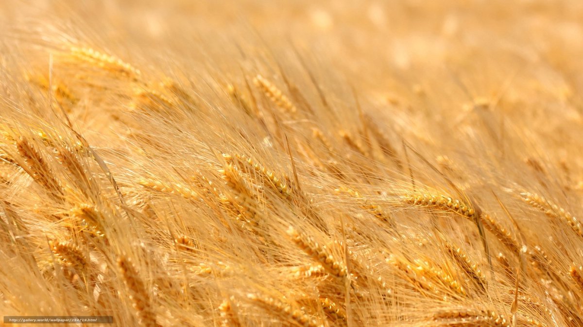 Поле с колосьями пшеницы