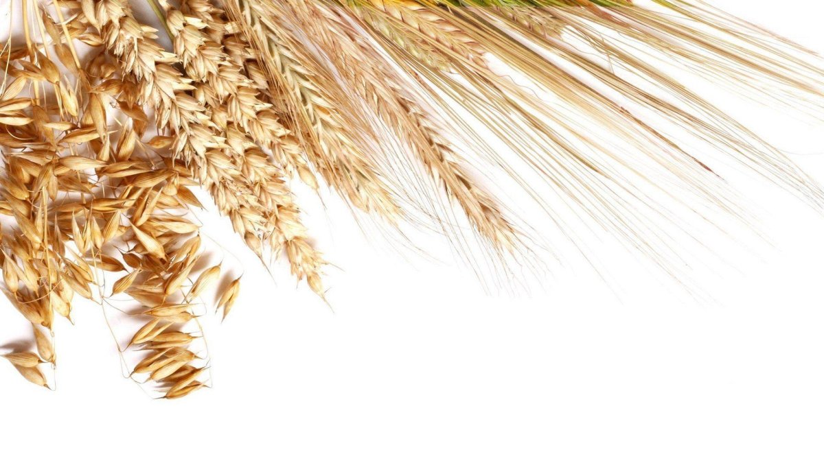 Пшеница на белом фоне