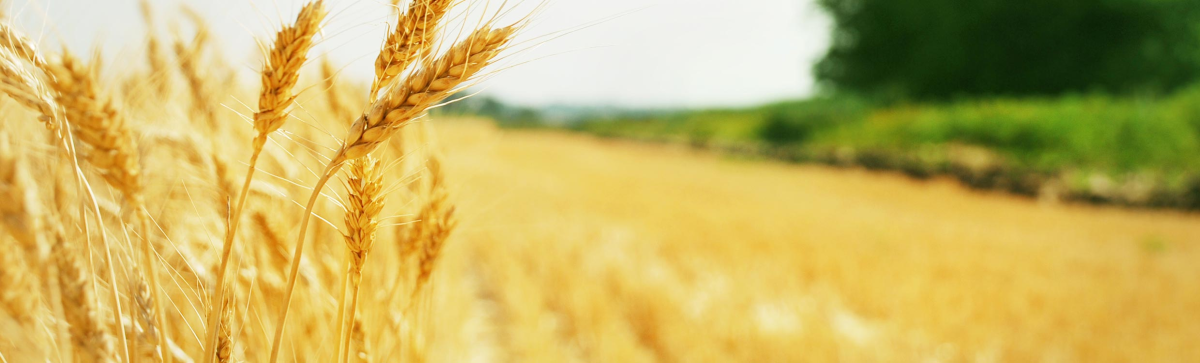 Баннер сельское хозяйство