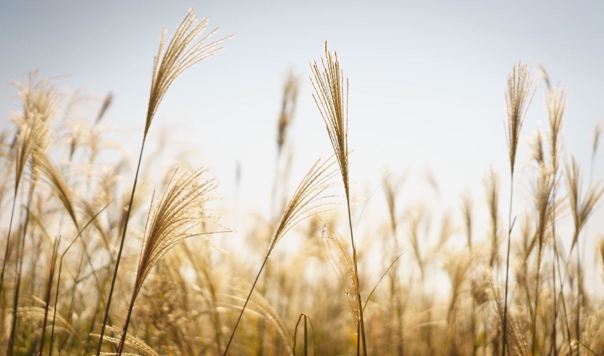 Твардовский рожь рожь дорога Полевая