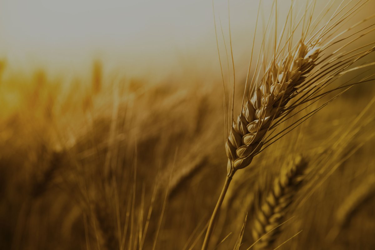 Поздравление с днем работника сельского хозяйства