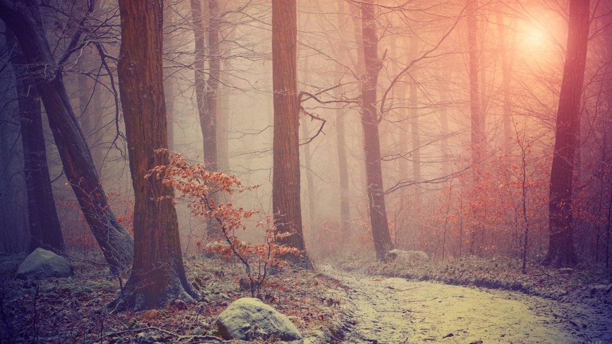 Красивый фон леса