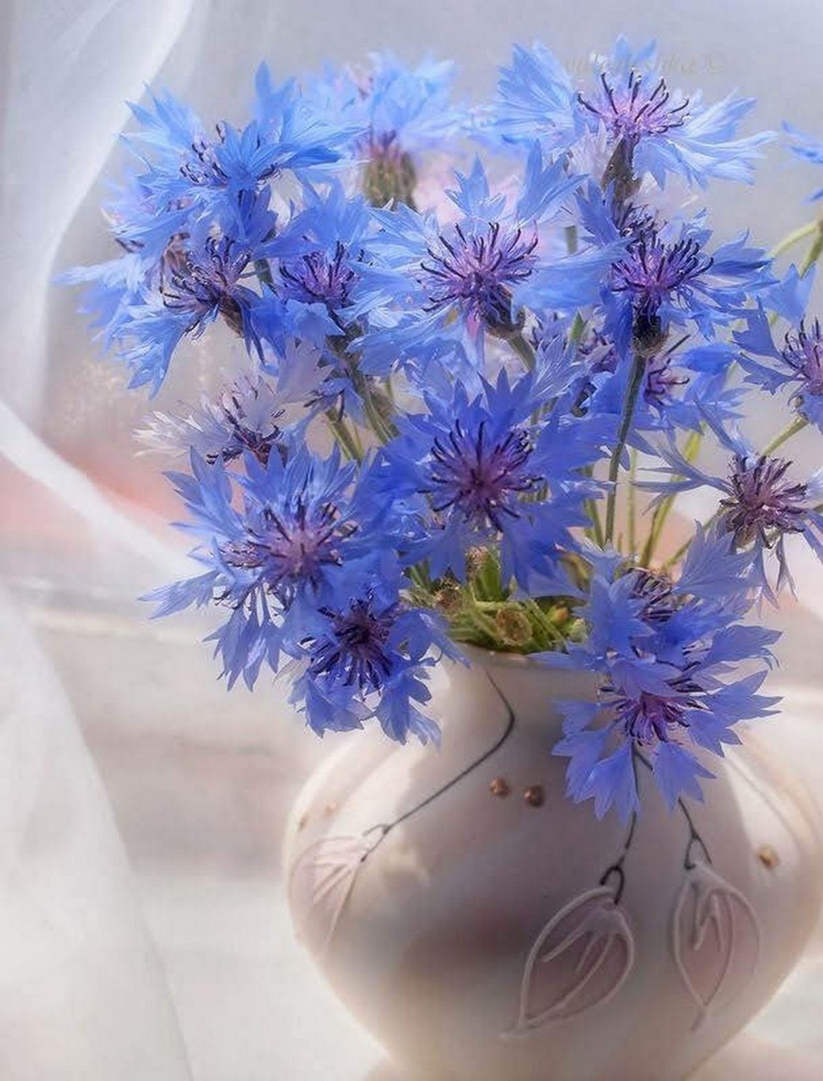 Васильки букет