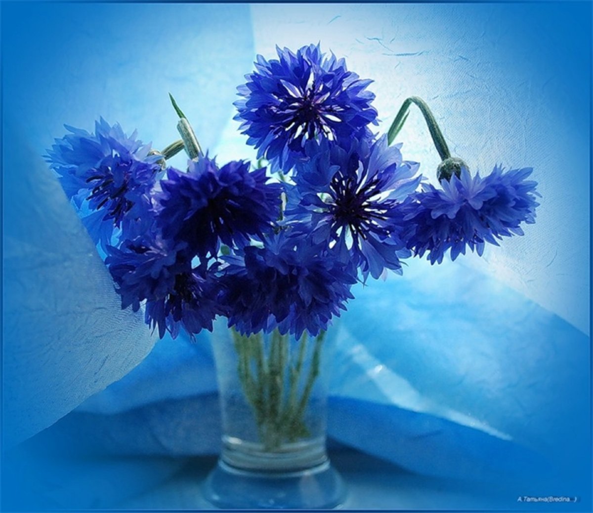 Голубой Василек