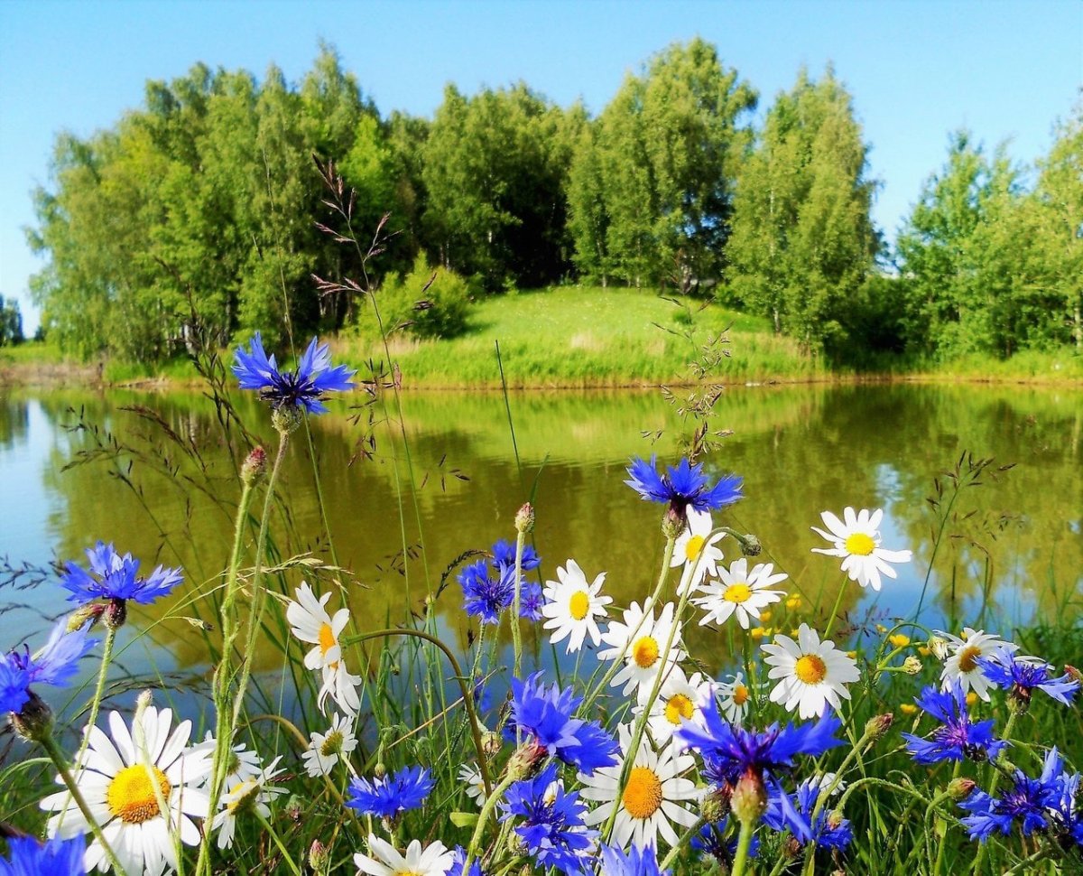 Лето июнь природа