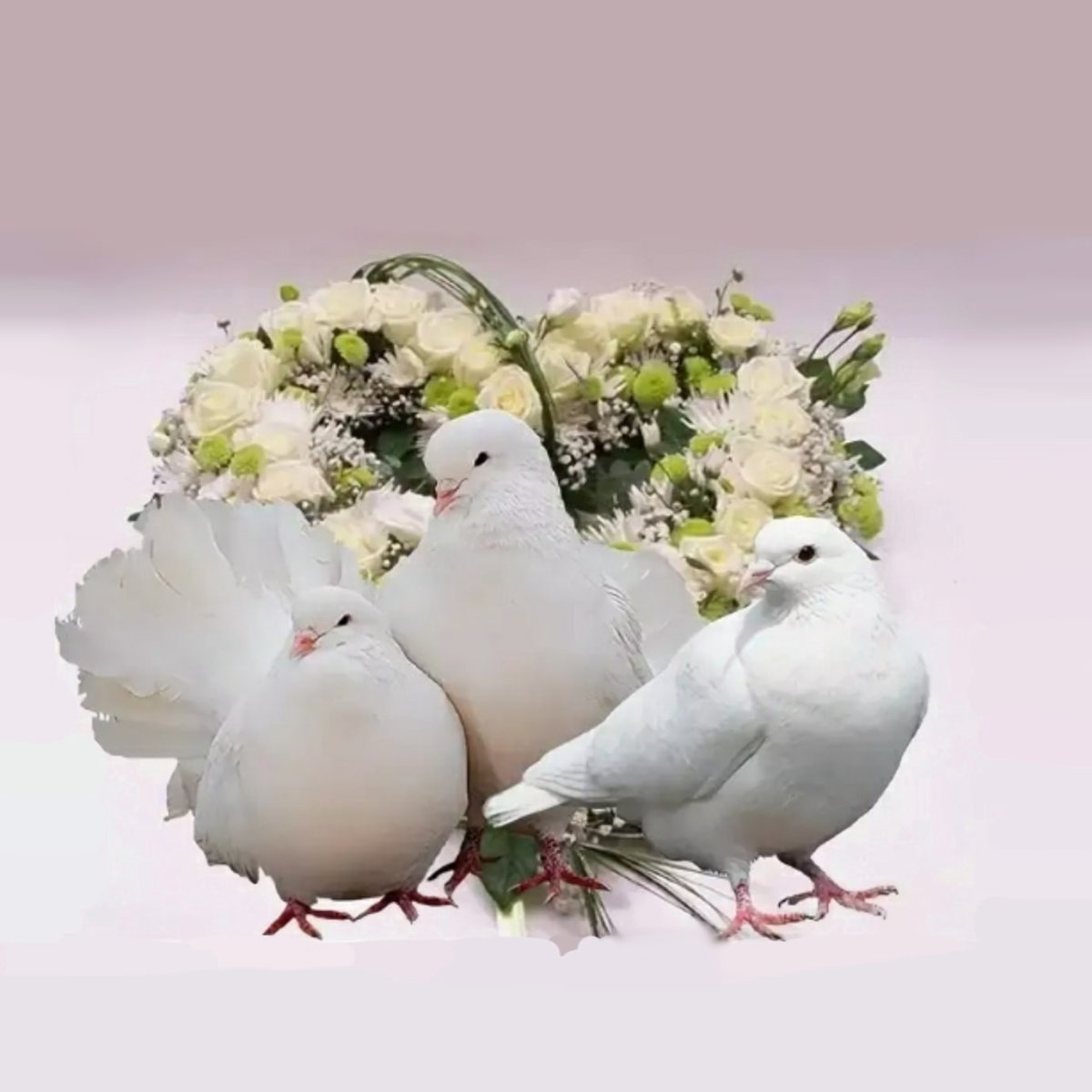 Свадебные голуби