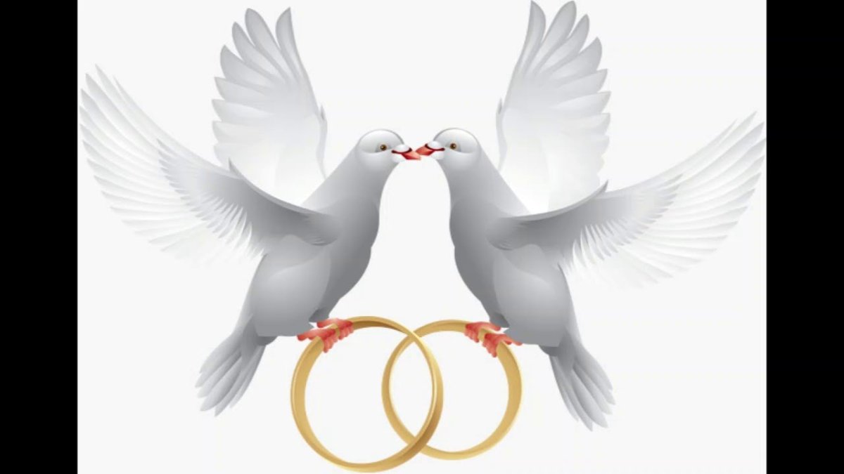 Свадебные голуби с кольцами