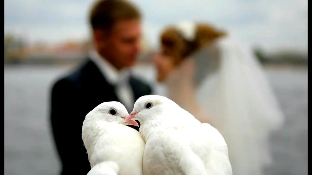 Влюбленные голуби