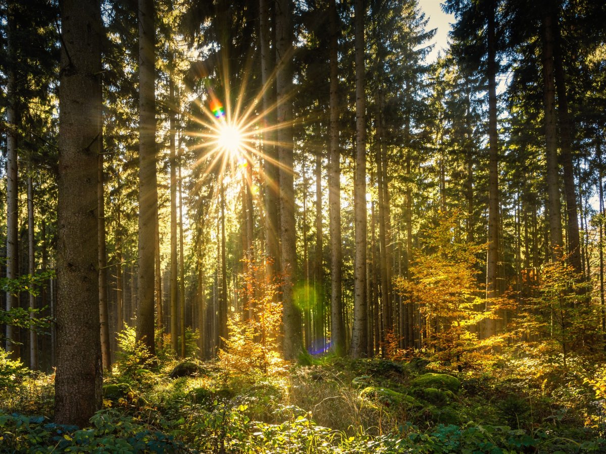 Беловежская пуща лес