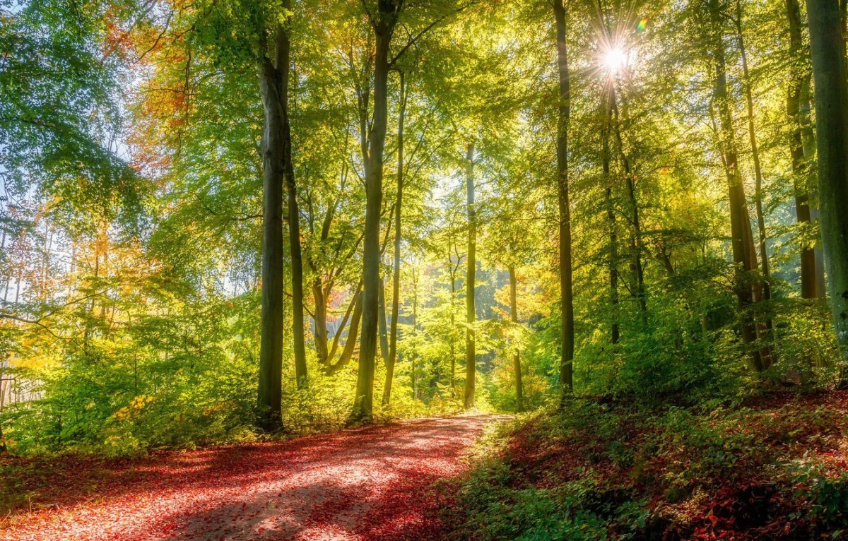 Солнечный лес