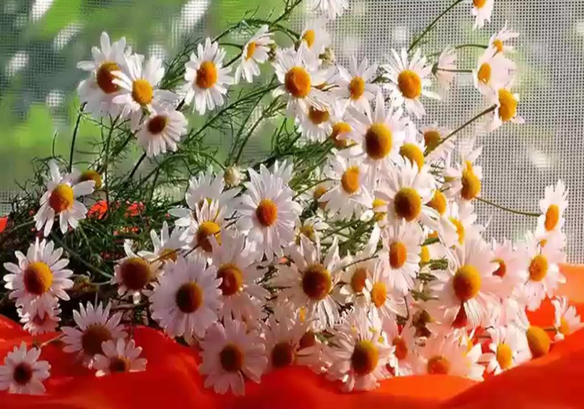 Утренние цветы с пожеланиями