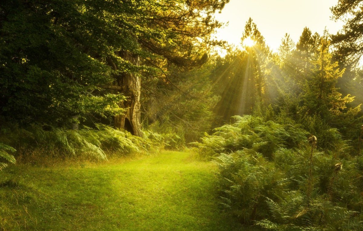 Солнечный лес