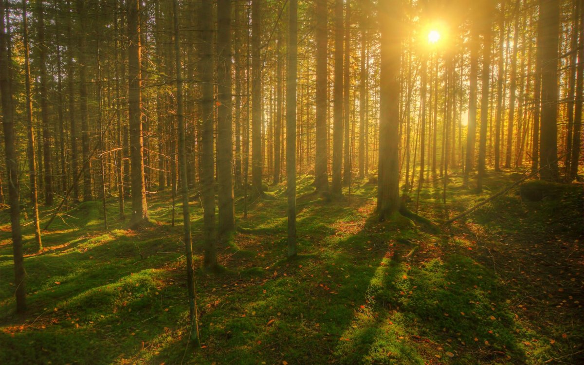 Красивый лес