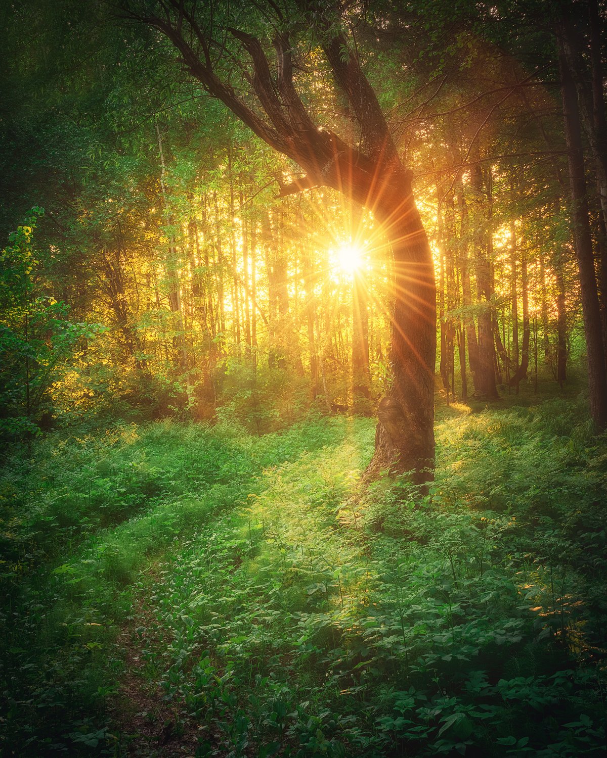 "Солнце в лесу"