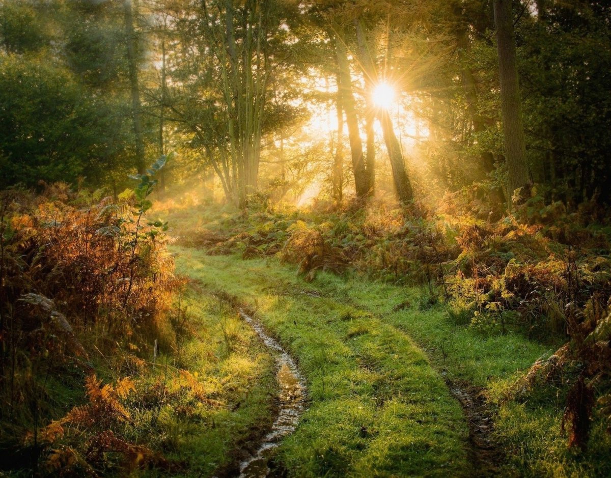 "Солнце в лесу"