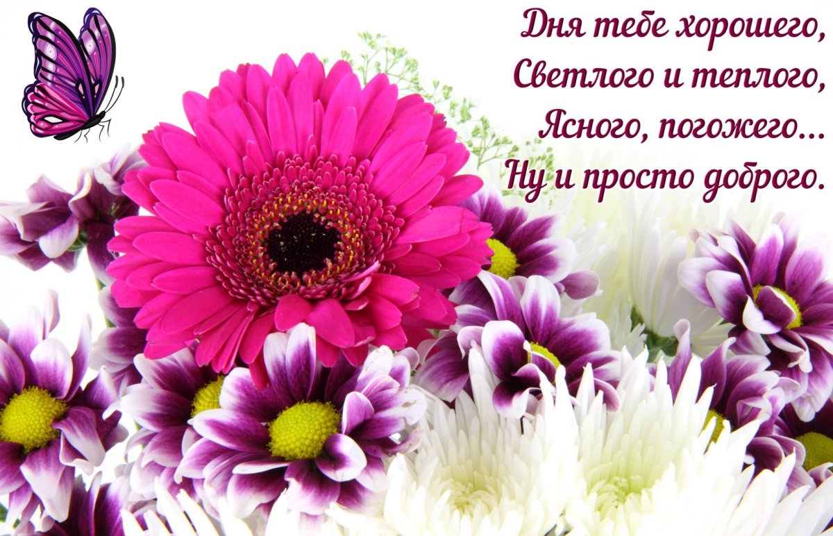 Доброго утра и хорошего настроения с цветами герберы