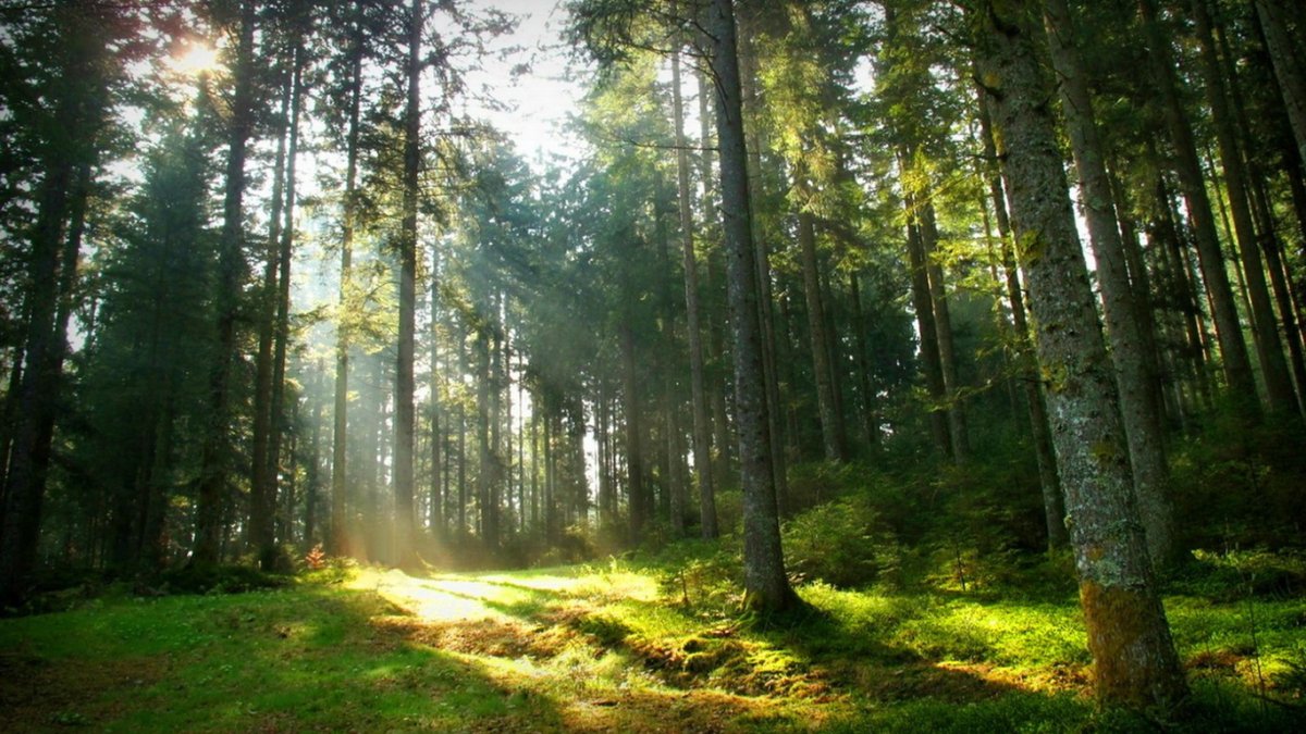 "Солнце в лесу"