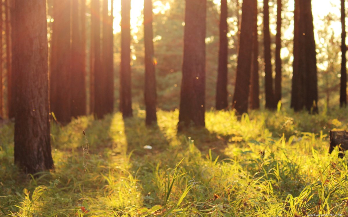 Солнечный лес