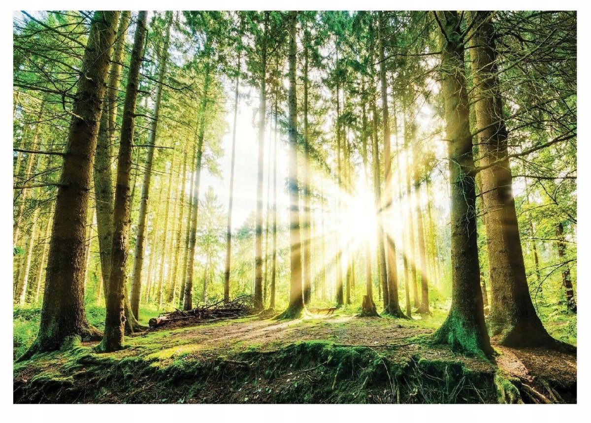 "Солнце в лесу"