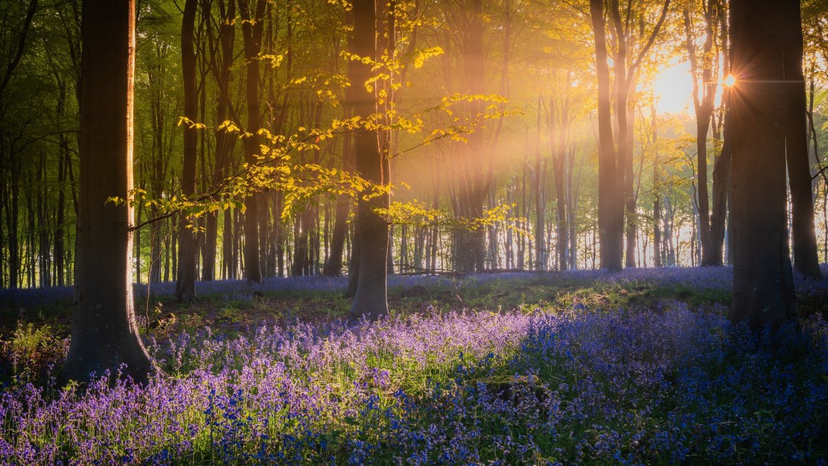 Весна лес солнце