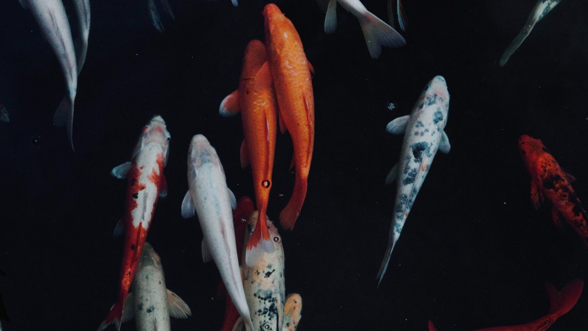 Рыбки кои Эстетика