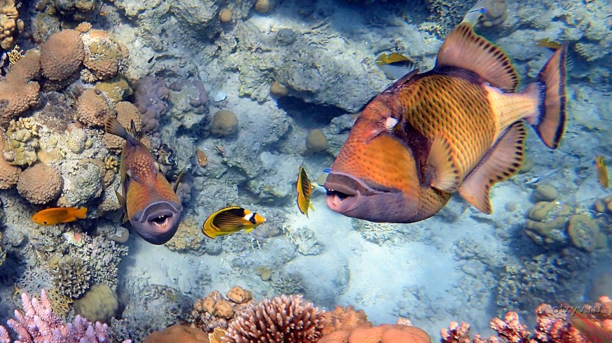 Шарм Эль Шейх коралловый риф рыбы