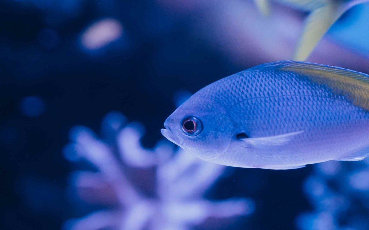 Рыба с красивым хвостом