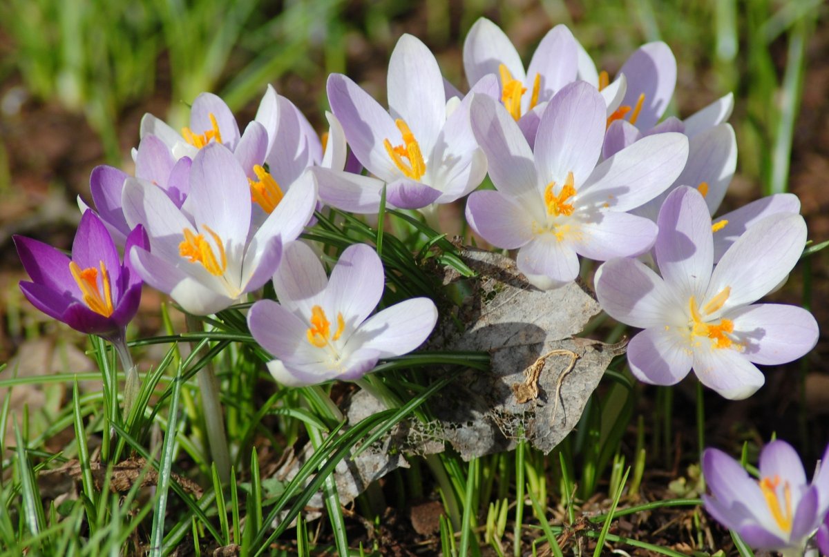 Байчечекей PNG