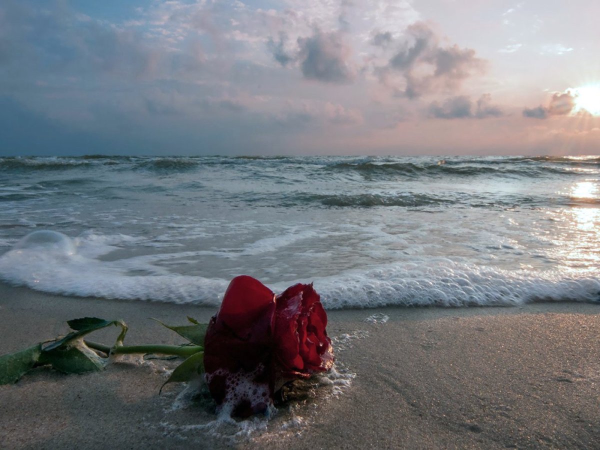 Цветы на берегу моря