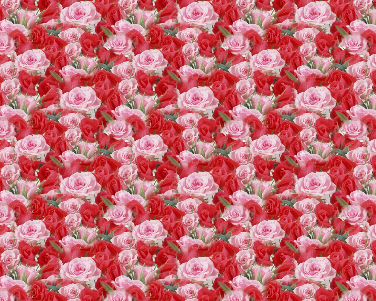 Море роз
