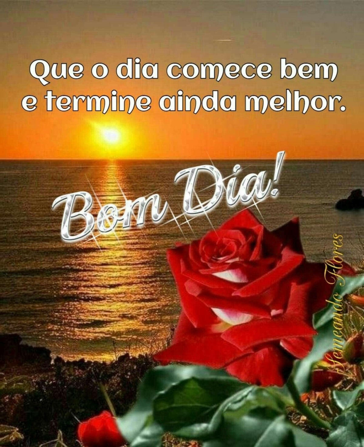 Розы на берегу моря