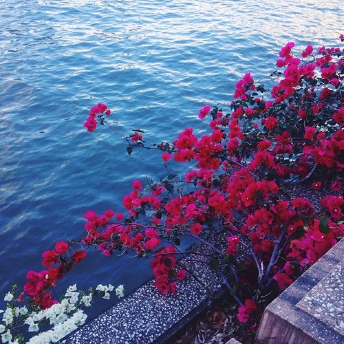 Розовые цветы и море