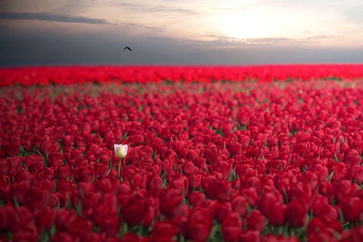 Цветок среди