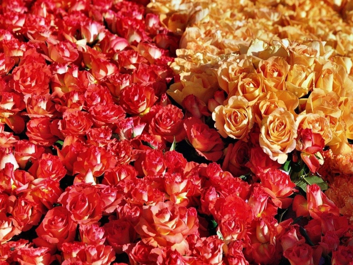 Море роз