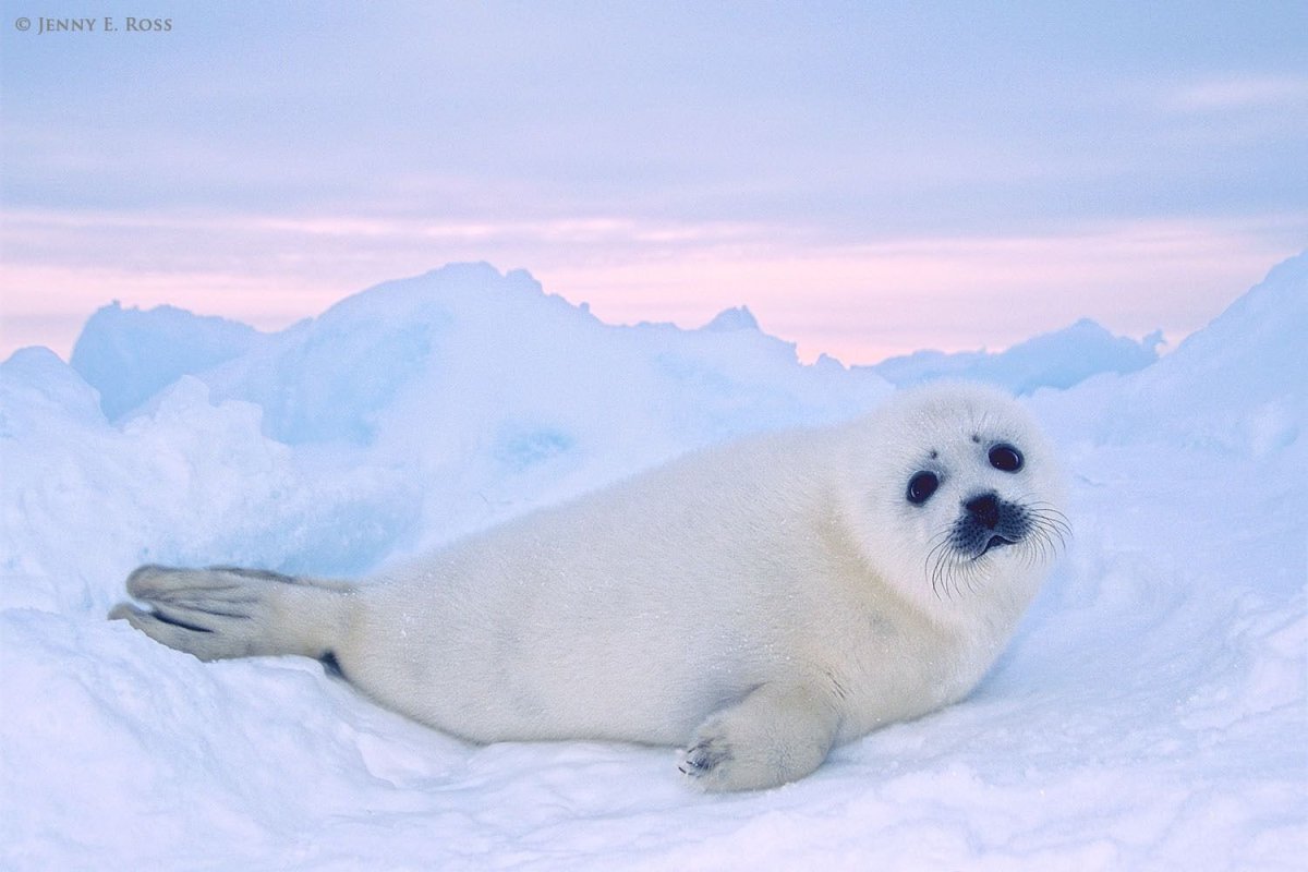 Нерпа в Арктике