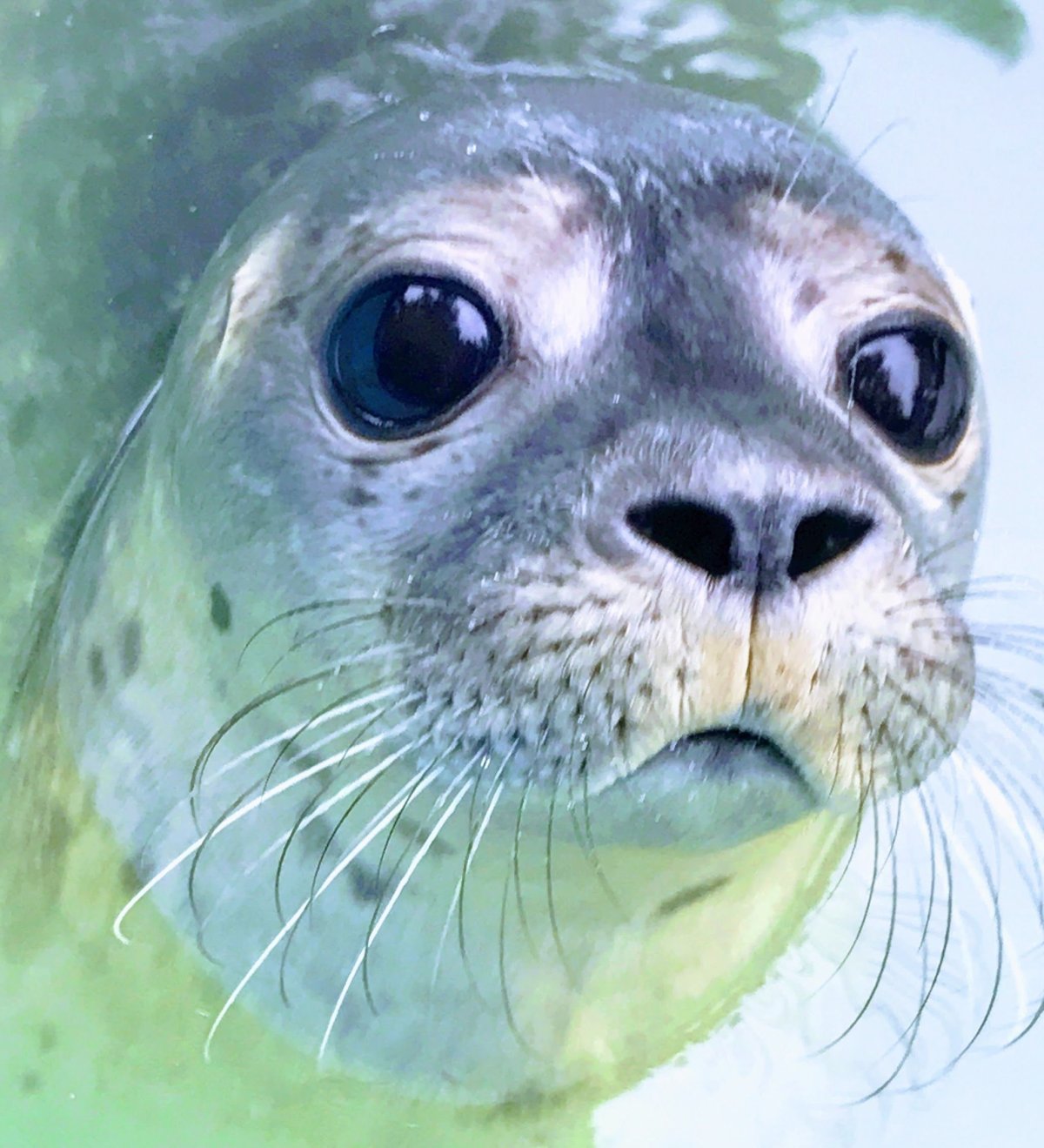 Тюлень арт