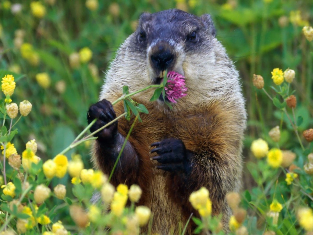 День европейского бобра