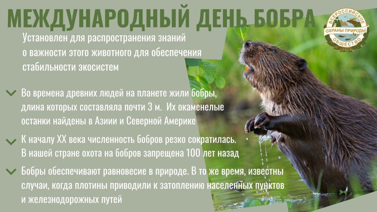 День европейского бобра