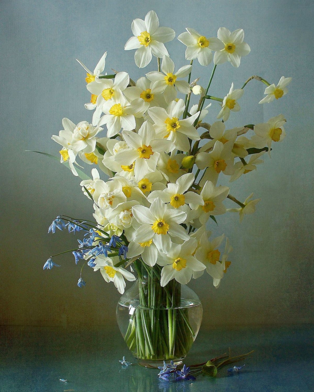 Белый Нарцисс с чёрным фоном