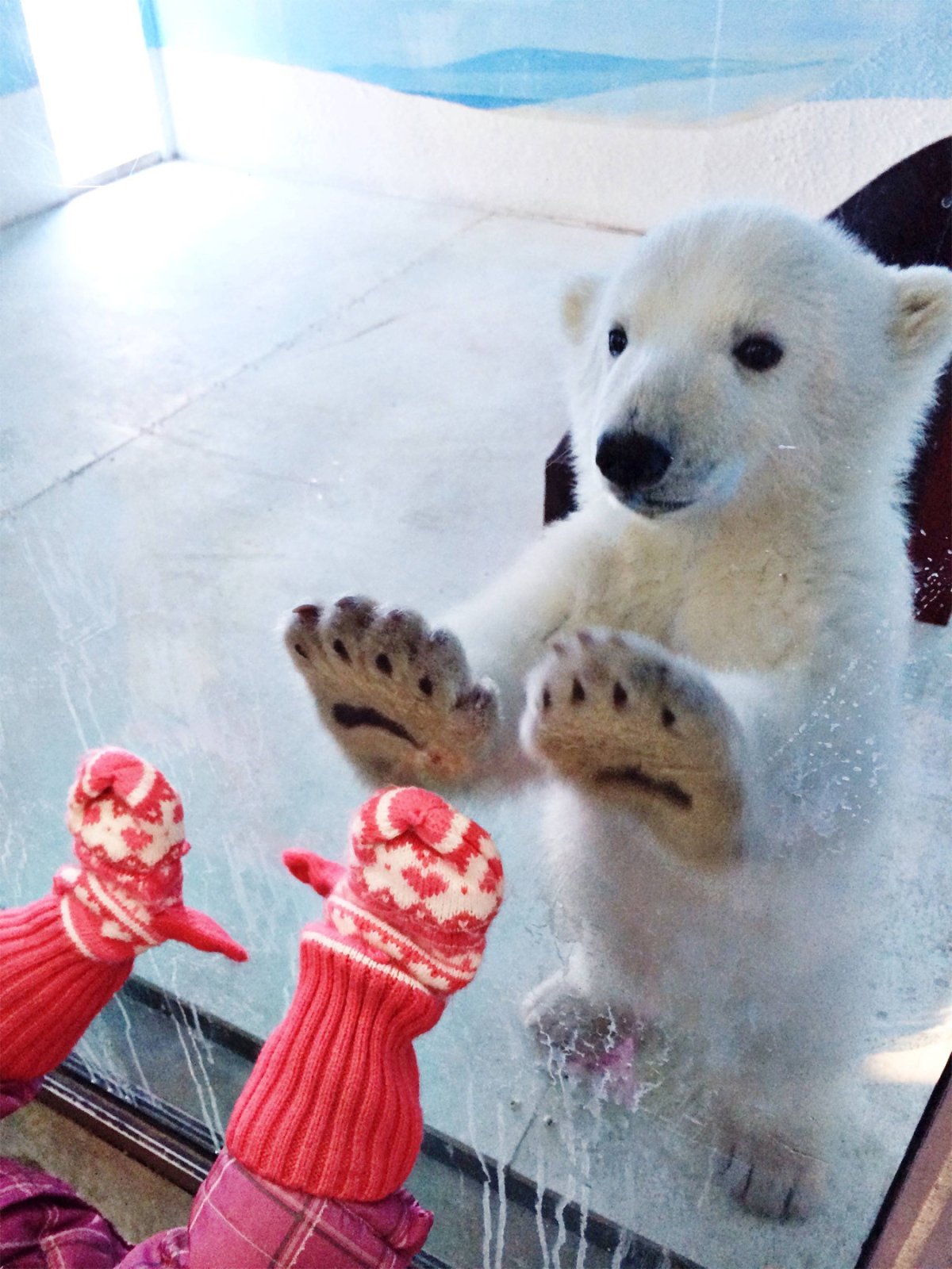 Прикольный белый медведь