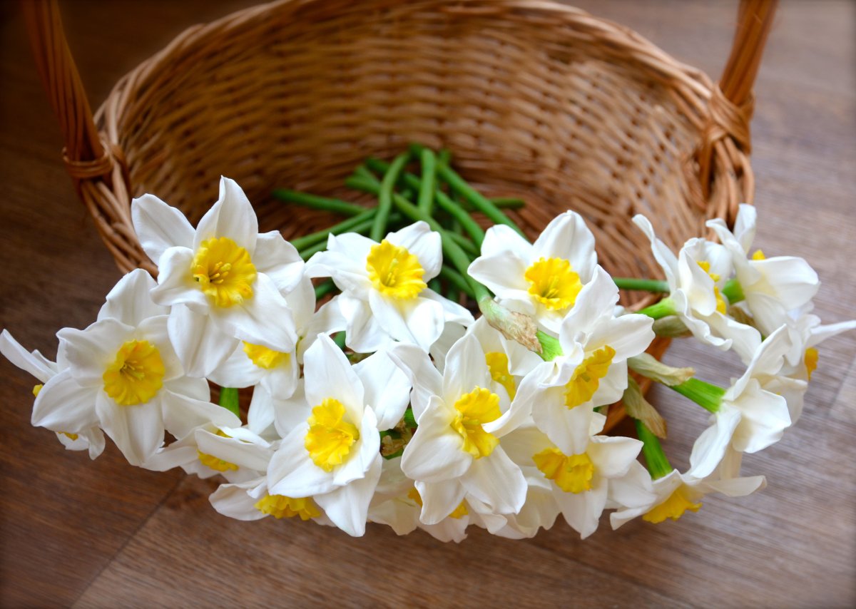 Нарциссы букет