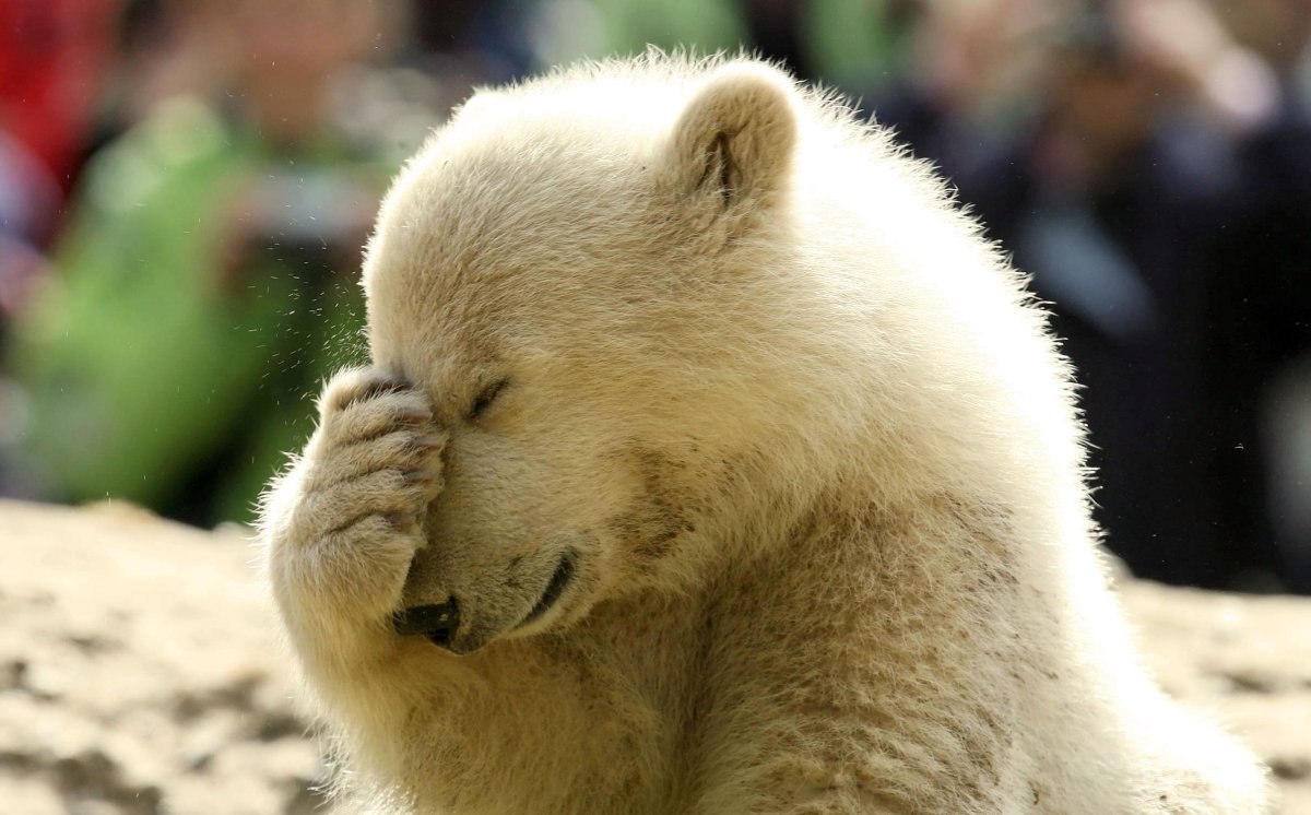 Смешной медведь