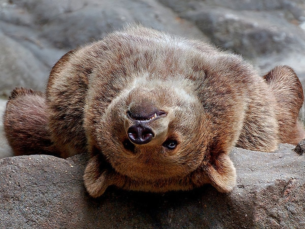 Забавные медвежата