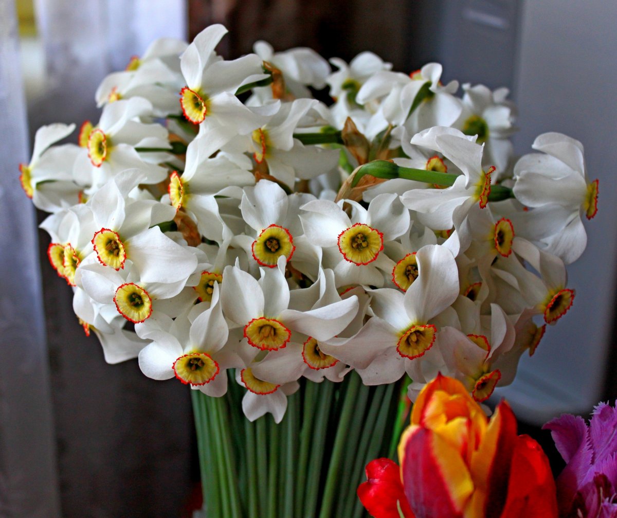 Нарциссы букет