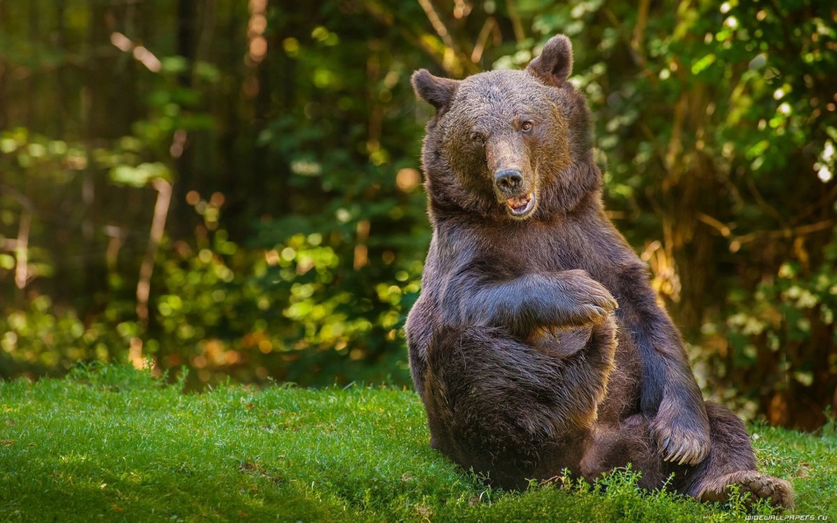 Медведь сидит