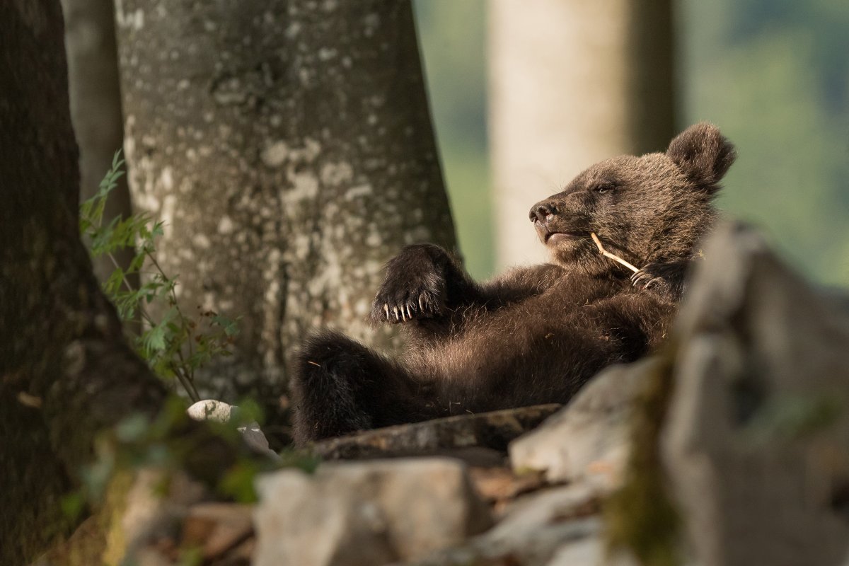 Медведь ловит рыбу
