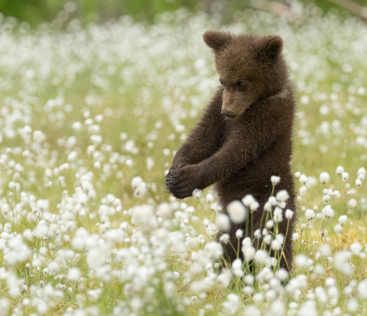 Пушистый Медвежонок