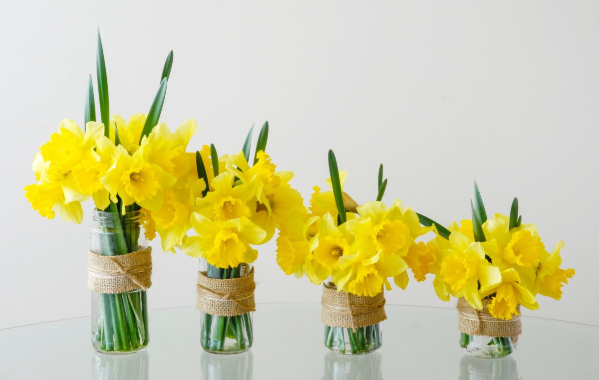 Anne Cotterill нарциссы