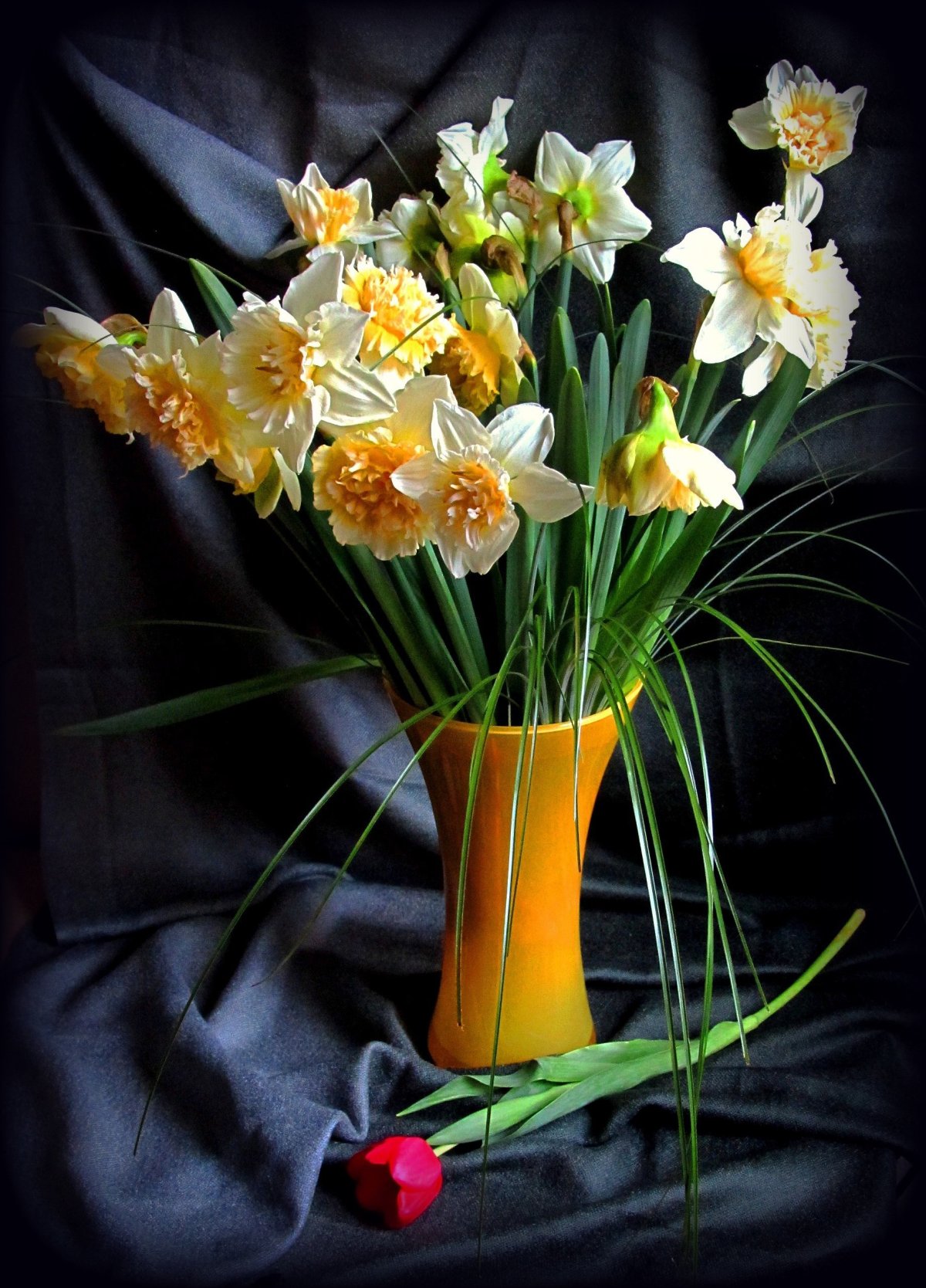 Мимоза Монобукет