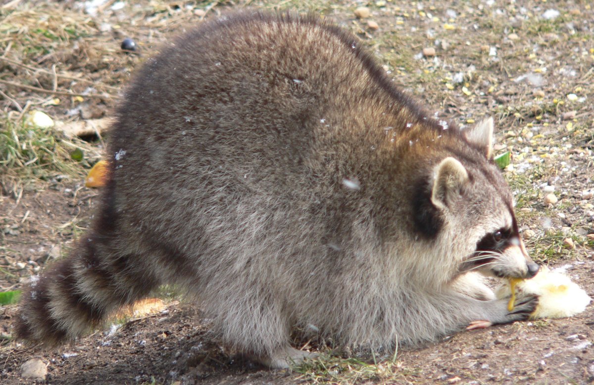 Жирный енот